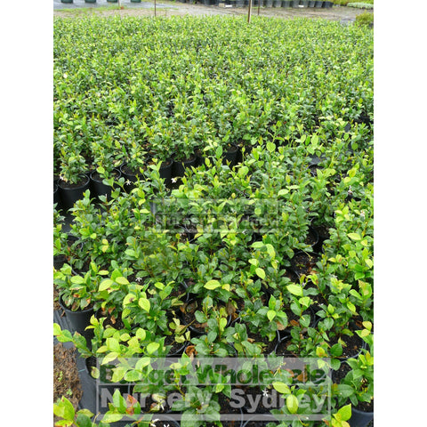Chinese Star Jasmine 200Mm Pot. Trachlespermum Jasminoides Plants