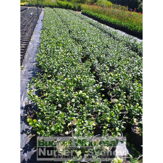Chinese Star Jasmine 200Mm Pot. Trachlespermum Jasminoides Plants