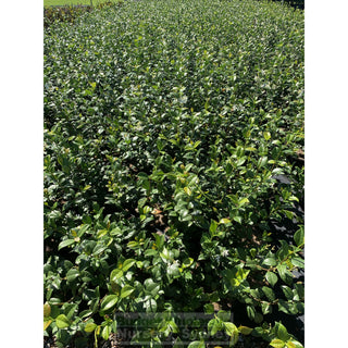 Chinese Star Jasmine 200Mm Pot. Trachlespermum Jasminoides Plants