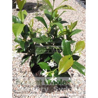 Chinese Star Jasmine 200Mm Pot. Trachlespermum Jasminoides Plants