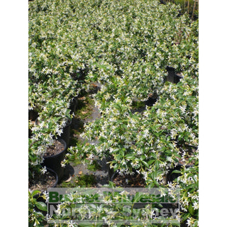 Chinese Star Jasmine 200Mm Pot. Trachlespermum Jasminoides Plants