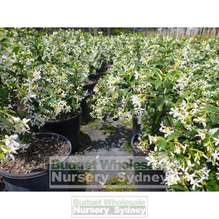 Chinese Star Jasmine 200Mm Pot. Trachlespermum Jasminoides Plants