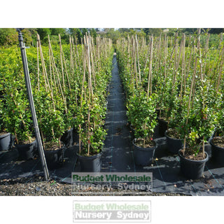 Chinese Star Jasmine Large Tripod Staked 300Mm Pot. Trachlespermum Jasminoides Plants