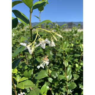 Chinese Star Jasmine Large Tripod Staked 300Mm Pot. Trachlespermum Jasminoides Plants