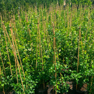 Chinese Star Jasmine Large Tripod Staked 300Mm Pot. Trachlespermum Jasminoides Plants