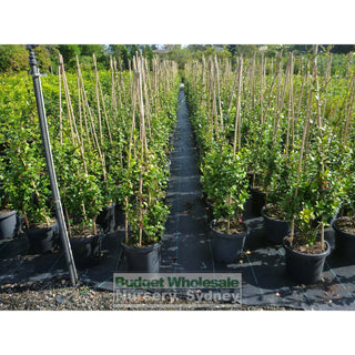 Chinese Star Jasmine Large Tripod Staked 300Mm Pot. Trachlespermum Jasminoides Plants