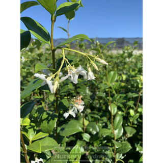 Chinese Star Jasmine Large Tripod Staked 300Mm Pot. Trachlespermum Jasminoides Plants