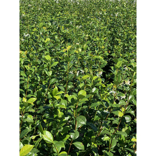 Chinese Star Jasmine Large Tripod Staked 300Mm Pot. Trachlespermum Jasminoides Plants
