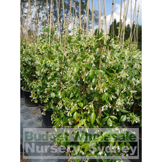 Chinese Star Jasmine Large Tripod Staked 300Mm Pot. Trachlespermum Jasminoides Plants