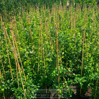 Chinese Star Jasmine Large Tripod Staked 300Mm Pot. Trachlespermum Jasminoides Plants