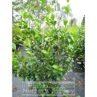 Chinese Star Jasmine Large Tripod Staked 300Mm Pot. Trachlespermum Jasminoides Plants
