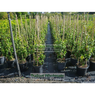 Chinese Star Jasmine Large Tripod Staked 300Mm Pot. Trachlespermum Jasminoides Plants