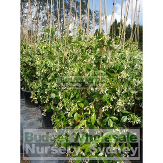 Chinese Star Jasmine Large Tripod Staked 300Mm Pot. Trachlespermum Jasminoides Plants