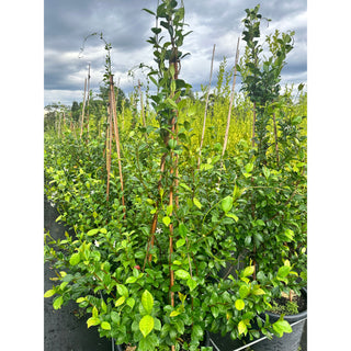 Chinese Star Jasmine Large Tripod Staked Extra Xlarge 400Mm Pot. Trachlespermum Jasminoides Plants