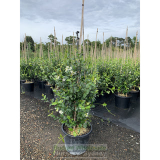 Chinese Star Jasmine Large Tripod Staked Extra Xlarge 400Mm Pot. Trachlespermum Jasminoides Plants