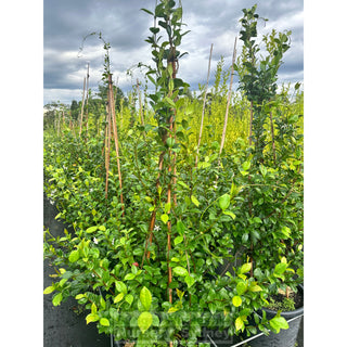 Chinese Star Jasmine Large Tripod Staked Extra Xlarge 400Mm Pot. Trachlespermum Jasminoides Plants