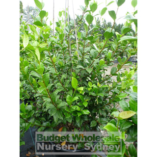 Chinese Star Jasmine Large Tripod Staked Extra Xlarge 400Mm Pot. Trachlespermum Jasminoides Plants