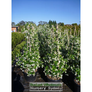 Chinese Star Jasmine Large Tripod Staked Extra Xlarge 400Mm Pot. Trachlespermum Jasminoides Plants