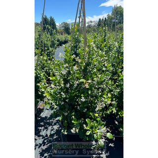Chinese Star Jasmine Large Tripod Staked Extra Xlarge 400Mm Pot. Trachlespermum Jasminoides Plants