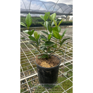 Chinese Star Jasmine Small 140Mm Pot. Trachlespermum Jasminoides Plants