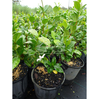 Chinese Star Jasmine Small 140Mm Pot. Trachlespermum Jasminoides Plants