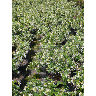 Chinese Star Jasmine Small 140Mm Pot. Trachlespermum Jasminoides Plants
