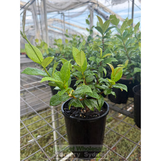 Chinese Star Jasmine Small 140mm Pot. Trachlespermum jasminoides - Plants