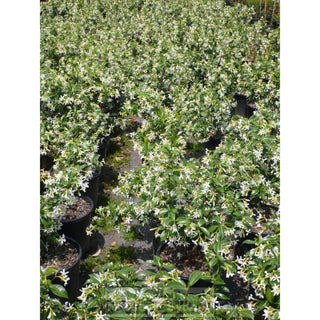 Chinese Star Jasmine Small 140Mm Pot. Trachlespermum Jasminoides Plants