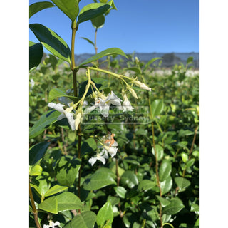 Chinese Star Jasmine Small 140Mm Pot. Trachlespermum Jasminoides Plants