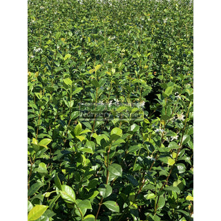 Chinese Star Jasmine Small 140Mm Pot. Trachlespermum Jasminoides Plants