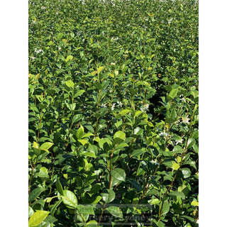 Chinese Star Jasmine Xxxlarge Tripod Staked 500Mm Pot. Trachlespermum Jasminoides Plants