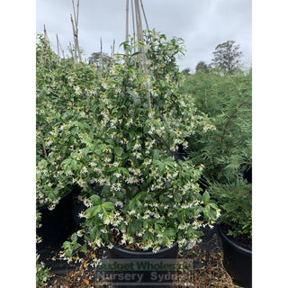 Chinese Star Jasmine Xxxlarge Tripod Staked 500Mm Pot. Trachlespermum Jasminoides Plants