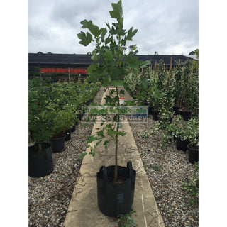 Chinese Tulip Tree 45L Liriodendron Chinense Default Type