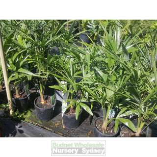 Chinese Windmill Palm 200Mm Pot Trachycarpus Fortunei Default Type