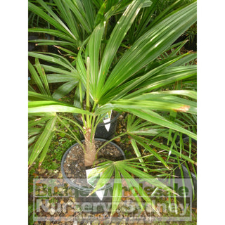 Chinese Windmill Palm 200Mm Pot Trachycarpus Fortunei Default Type