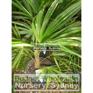 Chinese Windmill Palm Large 300Mm Pot Trachycarpus Fortunei Default Type