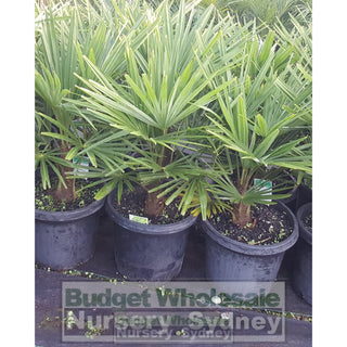 Chinese Windmill Palm Large 300Mm Pot Trachycarpus Fortunei Default Type