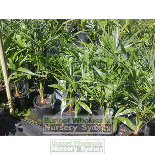 Chinese Windmill Palm Large 300Mm Pot Trachycarpus Fortunei Default Type