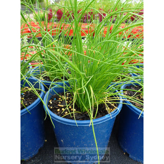 Chives Onion 125Mm Pots Allium Schenoprasum Plants