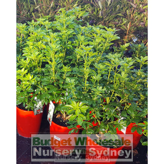 Choisya Ternata 200Mm Pots Default Type