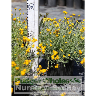 Chrysocephalum Apiculatum 140Mm Pots Plants