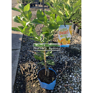 Citrus Dwarf Lemon Tree Cv Eureka 5Ltr Default Type