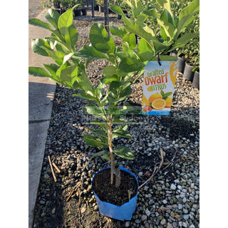 Citrus Dwarf Lemon Tree Cv Eureka 5Ltr Default Type