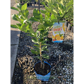 Citrus Dwarf Lemon Tree Cv Eureka 5Ltr Default Type