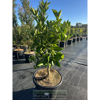Citrus Dwarf Orange Tree cv Washington Navel 400mm pot Default type