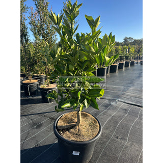 Citrus Dwarf Orange Tree cv Washington Navel 400mm pot Default type