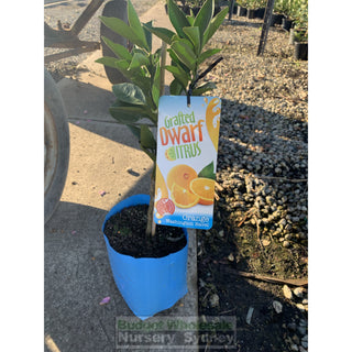 Citrus Dwarf Orange Tree Cv Washington Navel 5Ltr Or 200Mm Pot Default Type