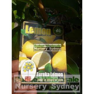 Citrus Lemon Tree Cv Eureka 5Ltr Default Type