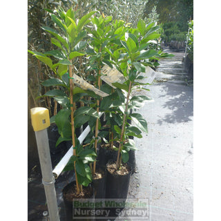 Citrus Lemon Tree Cv Eureka 5Ltr Default Type