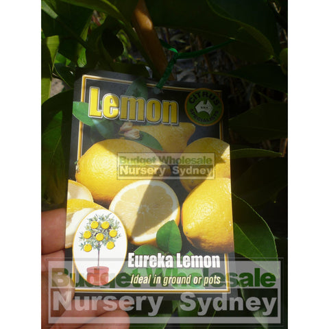 Citrus Lemon Tree cv Eureka 5ltr